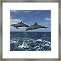 Bottlenose Dolphin Pair Leaping Honduras #4 Framed Print