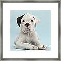 Boxer Puppy #4 Framed Print