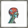 Brain And Spinal Cord Framed Print