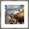 Bull Elephant In Natural History Rotunda Framed Print