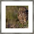 Burrowing Owl Photo Framed Print