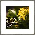 Butterfly #2 Framed Print