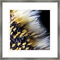 Butterfly Wing Scales Framed Print