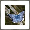 Common Blue Butterfly #2 Framed Print