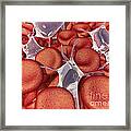 Conceptual Image Of Red Blood Cells #4 Framed Print