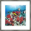 Coral Reef With Fish #4 Framed Print