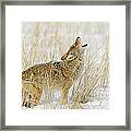 Coyote Howling #3 Framed Print
