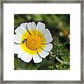 Crown Daisy Flower #1 Framed Print