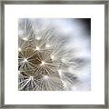 Dandelion Backlit Close Up #4 Framed Print