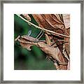 Dead Leaf Mantis, Malaysia Framed Print