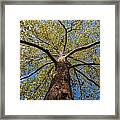 Duke Gardens #4 Framed Print