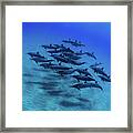 Elevated View Of School Of Dolphins #4 Framed Print