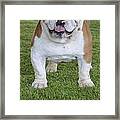 English Bulldog #4 Framed Print