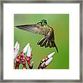 Fawn-breasted Brilliant Hummingbird #4 Framed Print