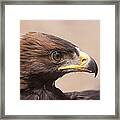 Glaring Eagle #4 Framed Print