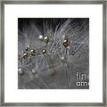 Golden Flower #5 Framed Print