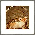 Hamster #4 Framed Print