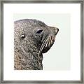 Kerguelen Fur Seal, Antarctic Fur Seal #4 Framed Print