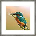 Kingfisher #4 Framed Print