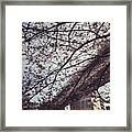 #landscape Cherryblossoms #4 Framed Print