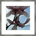 Magnolia Flowers #16 Framed Print