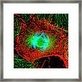 Mitosis Cell Division Framed Print