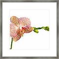 Orchid Flower Framed Print