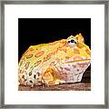 Pac Man Frog Ceratophrys #4 Framed Print