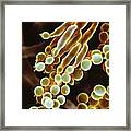 Penicillin Fungus #4 Framed Print