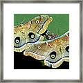 Polyphemus Moths #4 Framed Print
