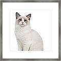 Ragdoll Cat #4 Framed Print