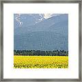 Rapeseed Field In Brnik With Kamnik Alps In The Background #4 Framed Print