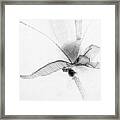 Untitled #78 Framed Print