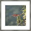 Red Dragonfly #4 Framed Print