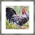 Rooster #6 Framed Print