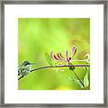 Ruby-throated Hummingbird #4 Framed Print
