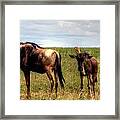 Safari In Kenya Africa #4 Framed Print