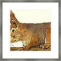 Squirrel #4 Framed Print