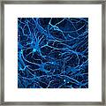 Stem Cell-derived Nerve Cells #4 Framed Print