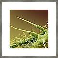 Stinging Nettle Leaf #4 Framed Print