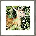 White Tailed Deer Portrait #4 Framed Print