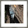 White-breasted Nuthatch #41 Framed Print