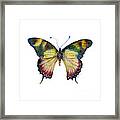 41 Yellow Kite Butterfly Framed Print
