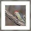 Red-bellied Woodpecker #43 Framed Print