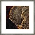 African Elephant #4 Framed Print