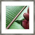 Banana Leaf #4 Framed Print