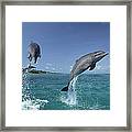 Bottlenose Dolphin Pair Leaping Honduras #5 Framed Print