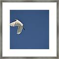 5- Cattle Egret Framed Print