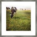 Cows #5 Framed Print