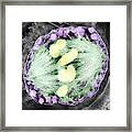 Dividing Pollen Cell #5 Framed Print